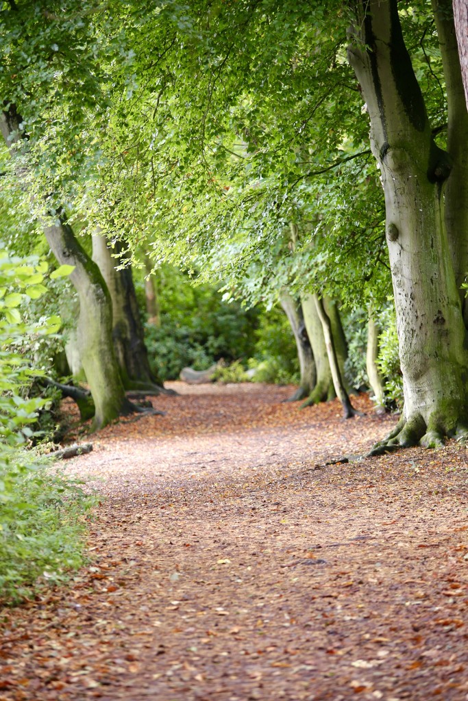 Autumnal Woodland Walk by phil_sandford