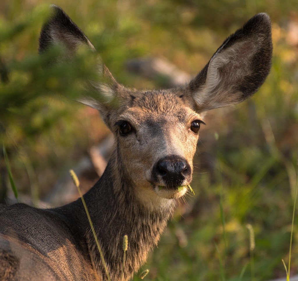 My what big ears you have...mule deer by dridsdale