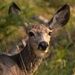 My what big ears you have...mule deer by dridsdale