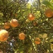 Local oranges  by gratitudeyear