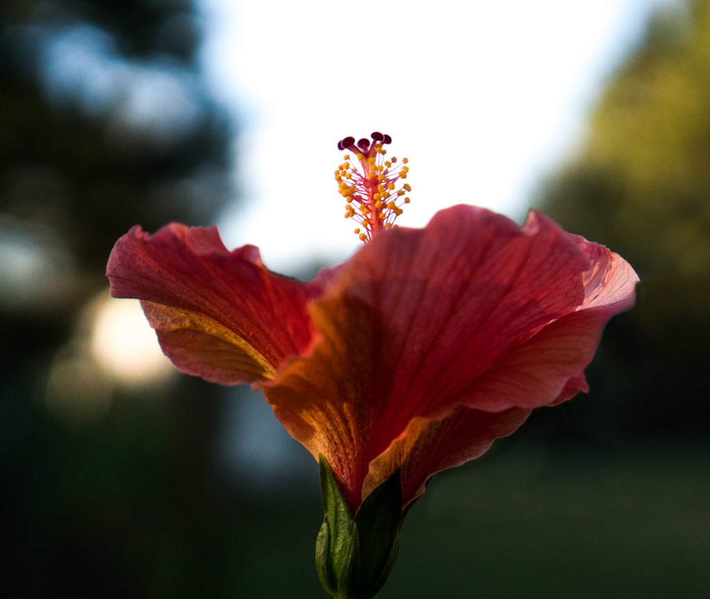 Late afternoon hibiscus by randystreat