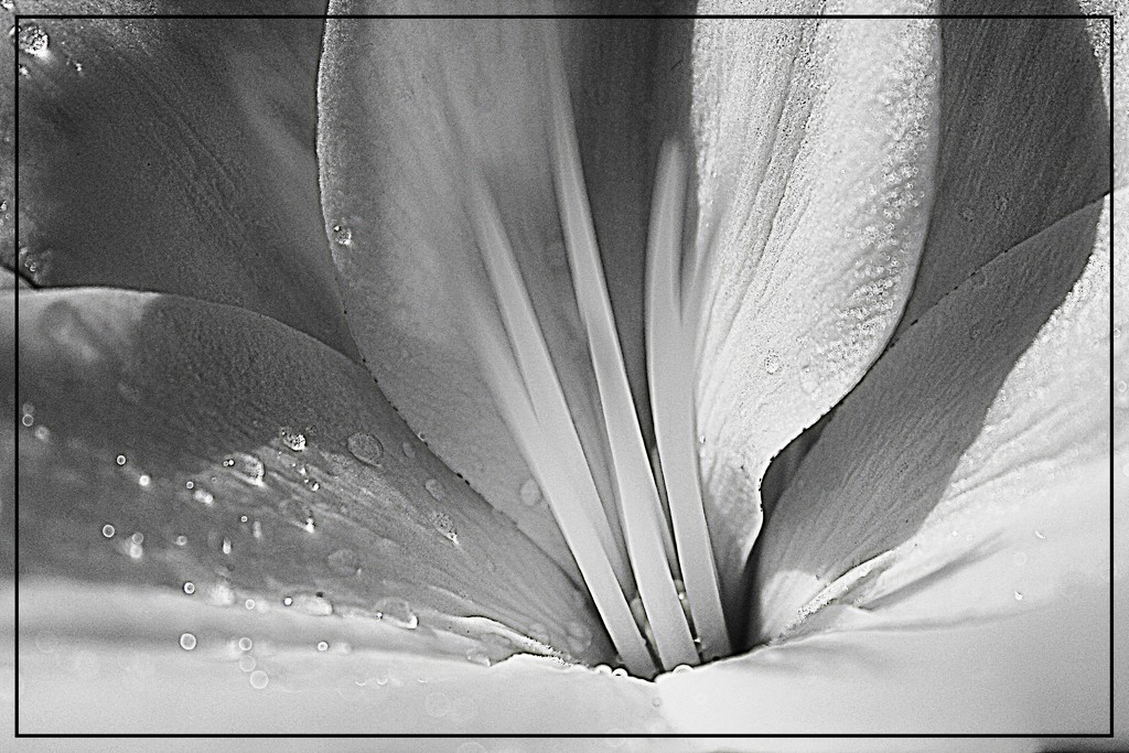 Water Drops on a White Lily by olivetreeann