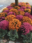 2nd Oct 2017 - Mums are filling out 