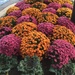 Mums are filling out  by kchuk