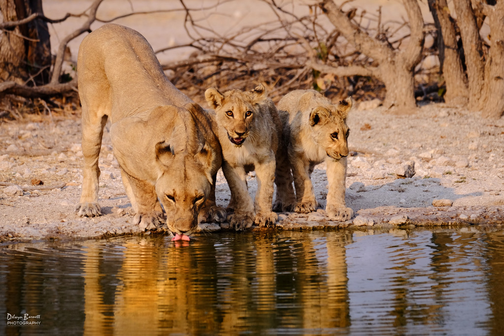 Lions at the waterhole by dkbarnett