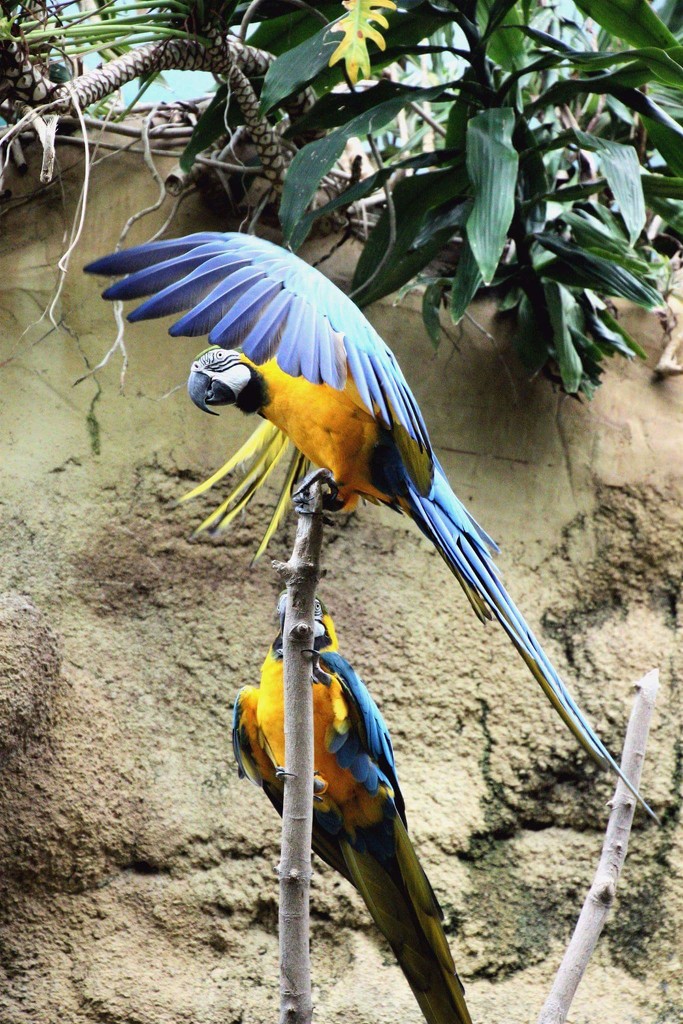 A Couple Macaws by randy23
