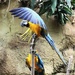 A Couple Macaws by randy23