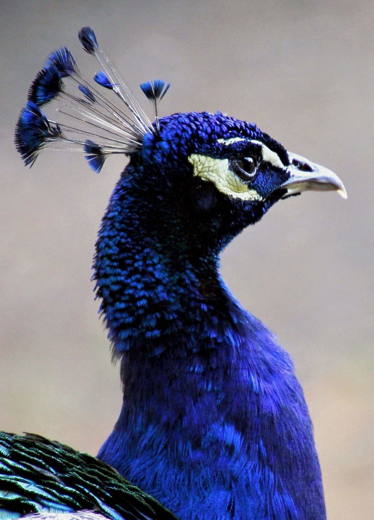 Peacock Portrait by randy23