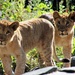 Lion Cubs by randy23