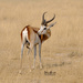 Springbok by dkbarnett