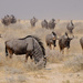 Wildebeest by dkbarnett