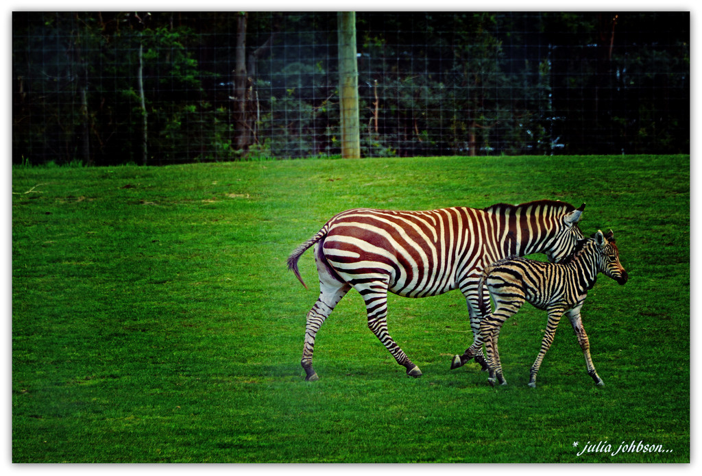 New Baby Zebra by julzmaioro