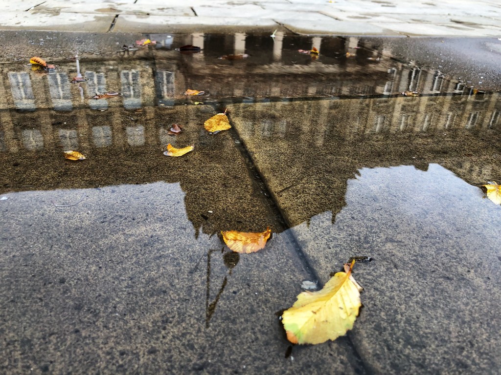 Reflecting on Autumn  by bizziebeeme