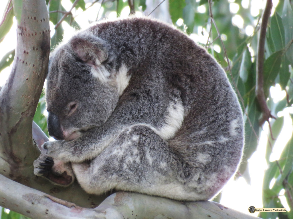 a little zen by koalagardens