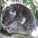 a little zen by koalagardens