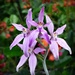 Caladenia latifolia - Pink Fairy Orchid by judithdeacon