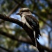  Kookaburra Sits in the Old Gum Tree by judithdeacon
