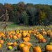 Pumpkin Patch by lsquared