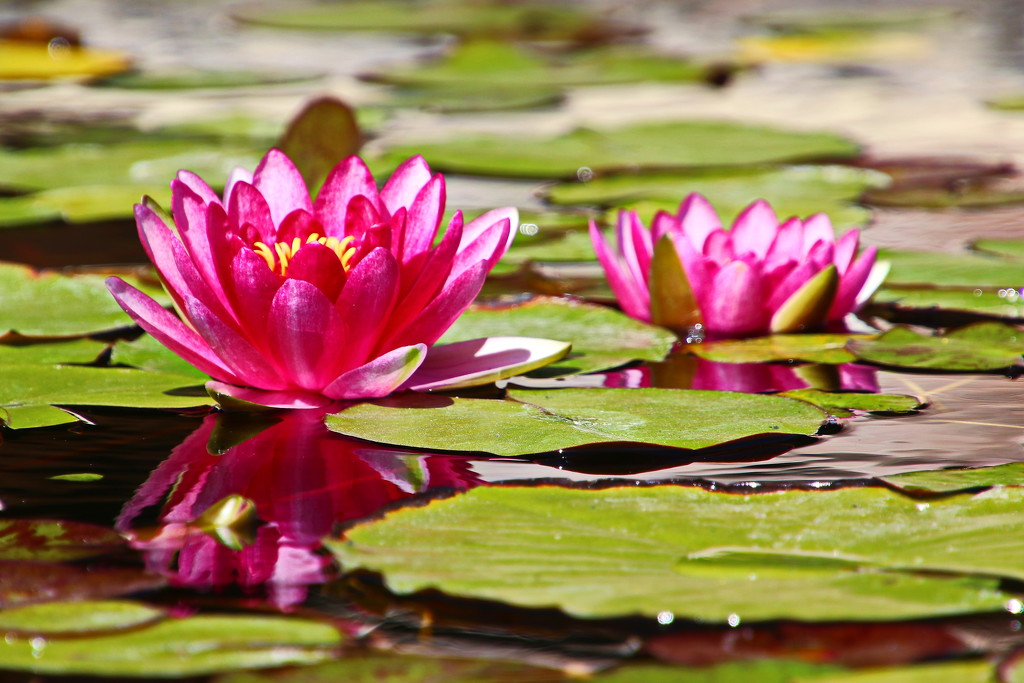 Water Lilies at Mission San Juan Capistrano  by terryliv