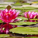 Water Lilies at Mission San Juan Capistrano  by terryliv