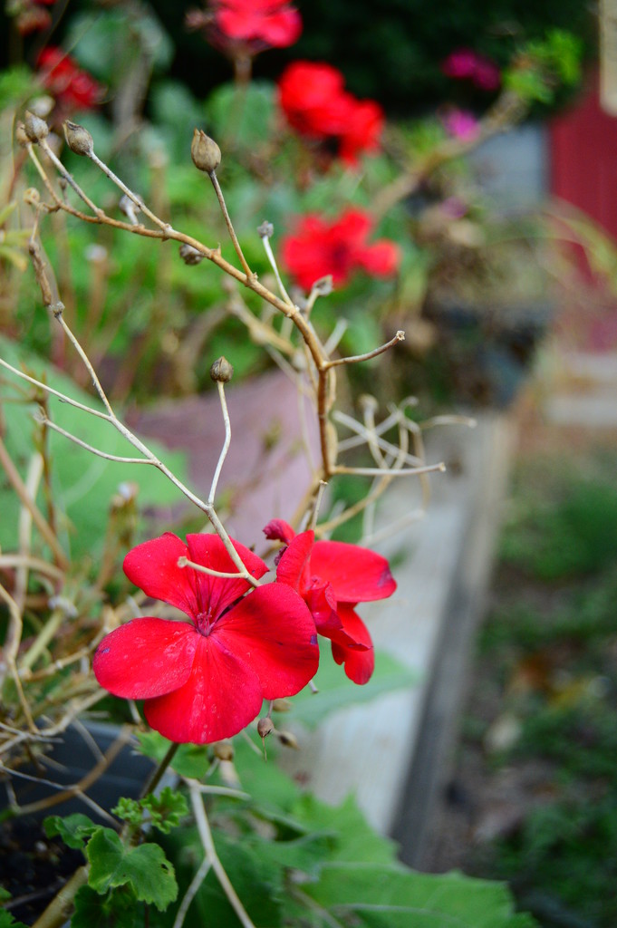 Geraniums are very red in nature by francoise