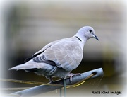 3rd Oct 2017 - Collared dove