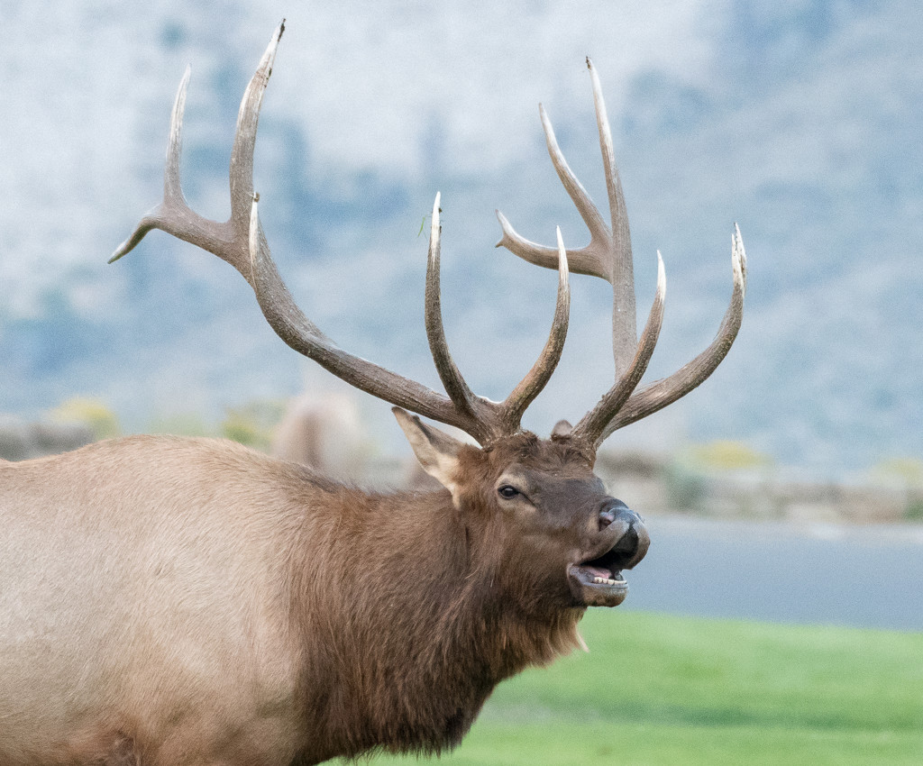 Bull elk by dridsdale
