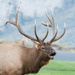 Bull elk by dridsdale