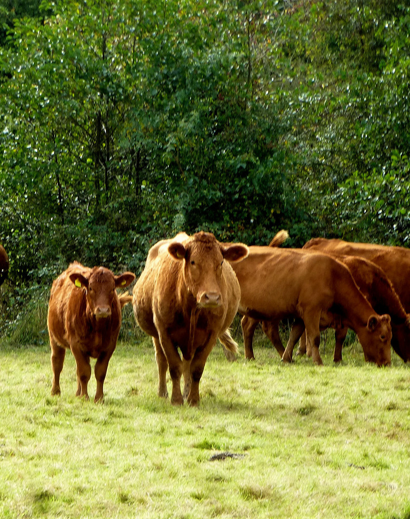 Limousin beef cattle.... by snowy