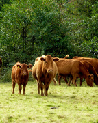 3rd Oct 2017 - Limousin beef cattle....