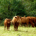 Limousin beef cattle.... by snowy