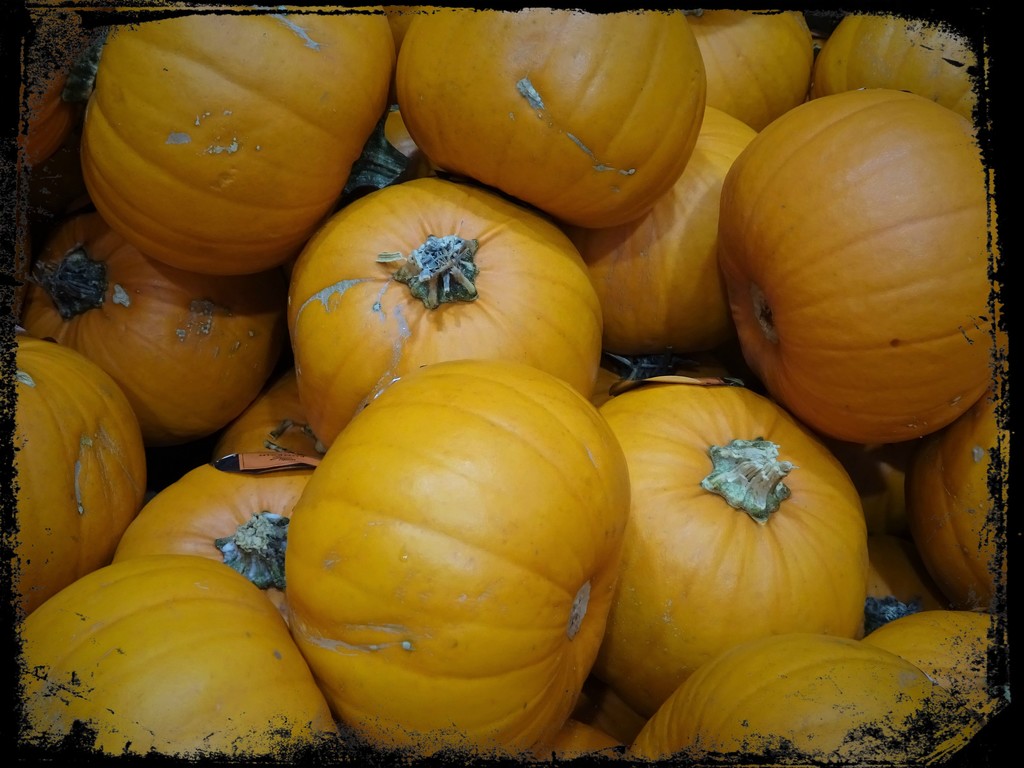 Pumpkins  by beryl