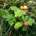 Oak apples by julienne1
