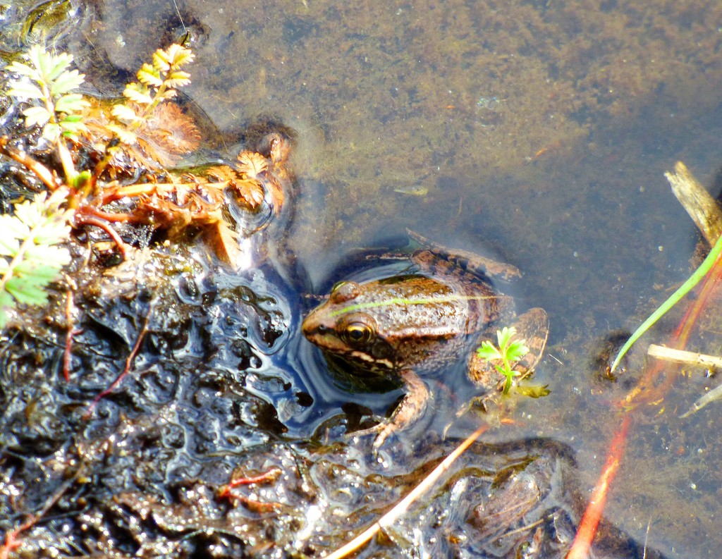 Iberian Water Frog by julienne1