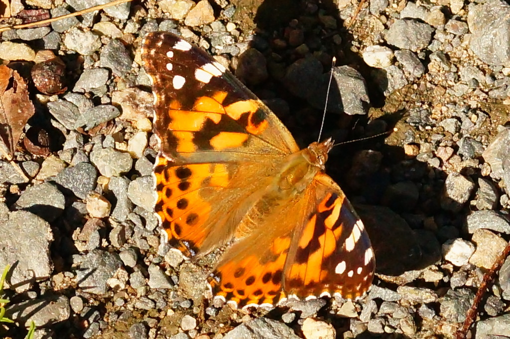 Painted Lady. Parker River Wildlife Refuge by meotzi
