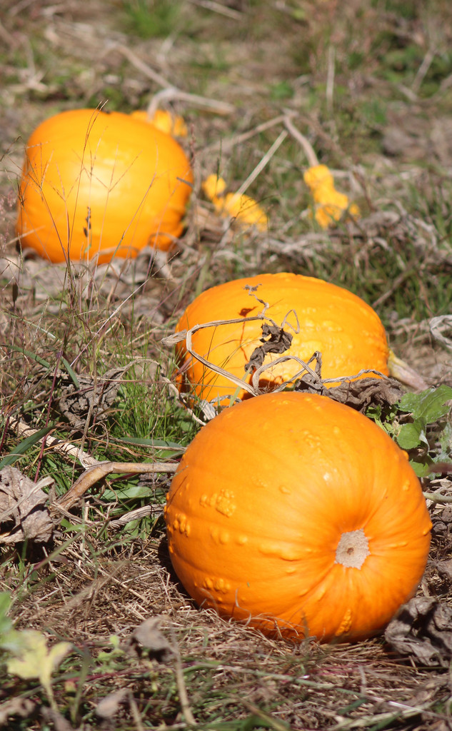 Pumpkin Time by paintdipper