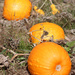 Pumpkin Time by paintdipper