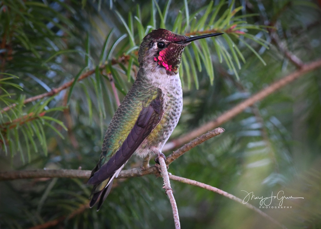 ~October Hummingbird~ by crowfan