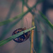 Acacia leaf beetle by annied