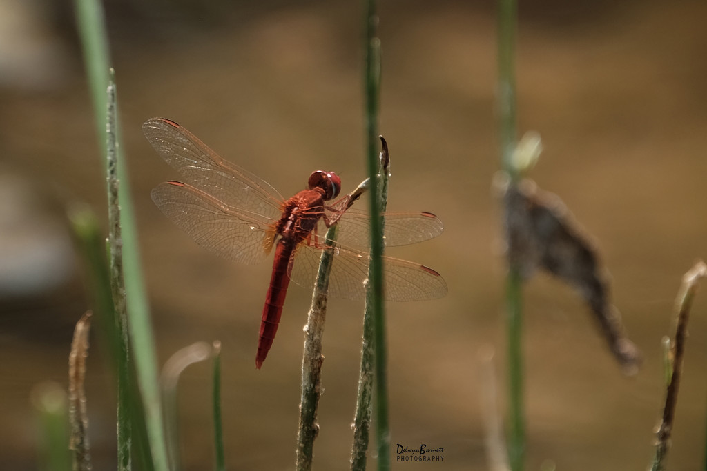 Small Scarlet Dragonfly by dkbarnett