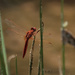 Small Scarlet Dragonfly by dkbarnett