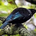And another Tui by yorkshirekiwi