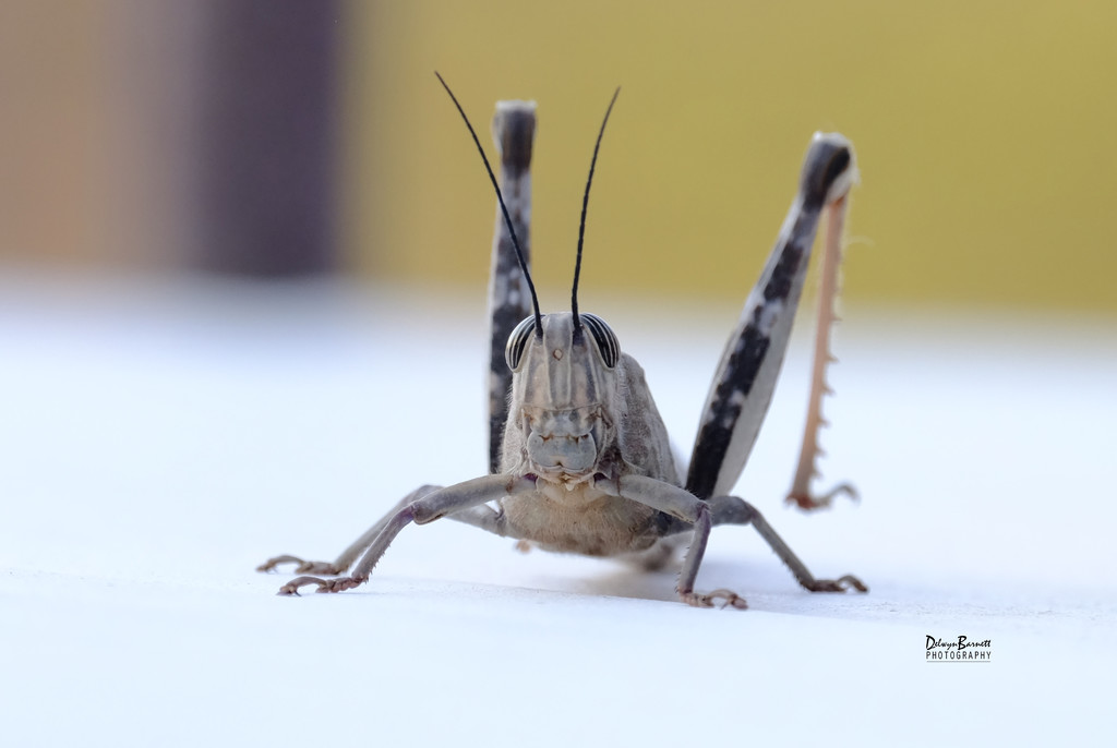 Locust by dkbarnett