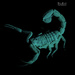 Scorpion by dkbarnett