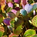 Full of Cactus by gardenfolk