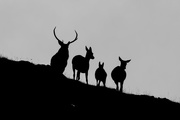 4th Oct 2017 - Scottish Deer