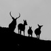 Scottish Deer by shepherdmanswife