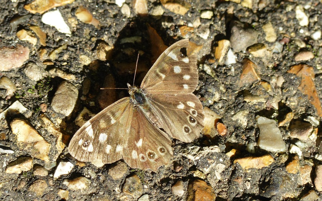 Speckled Wood Butterfly by g3xbm
