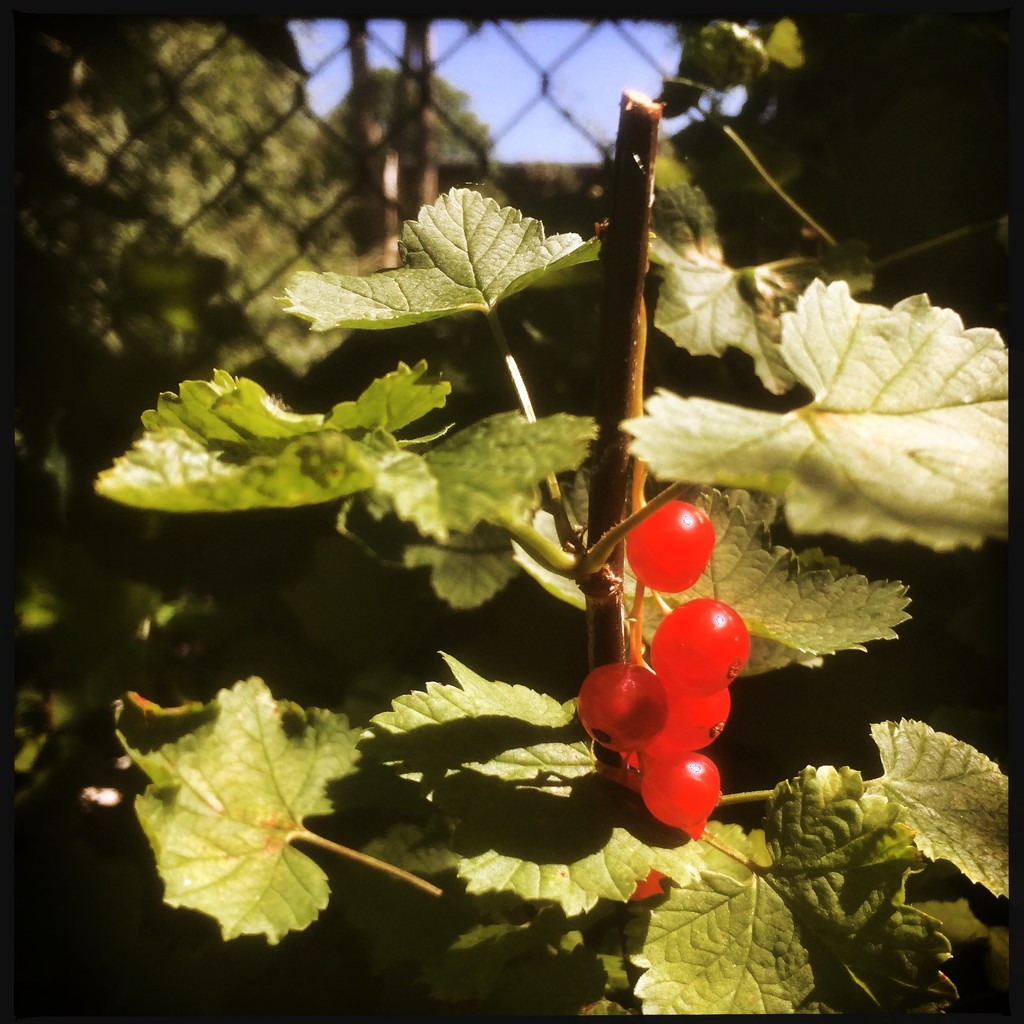 Berries by mastermek