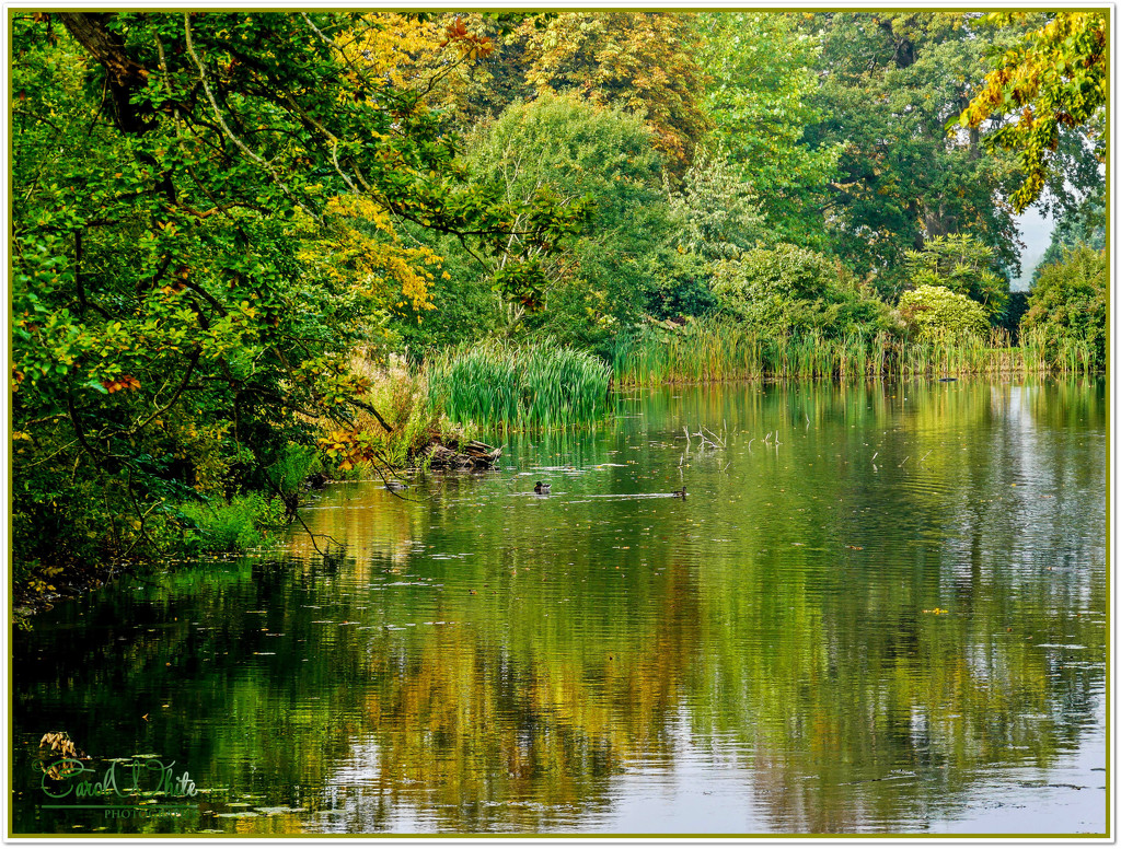 Reflections On Camellia Lake,Woburn Abbey Gardens by carolmw